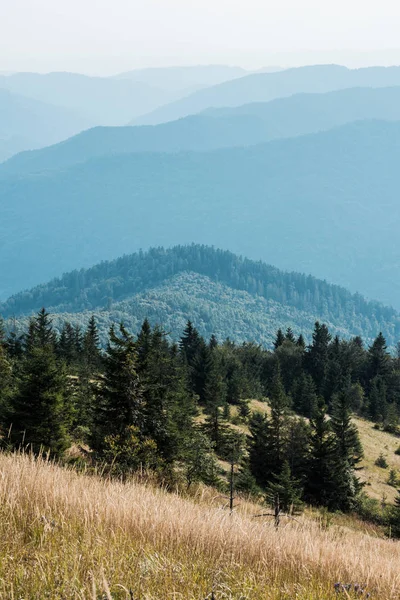 depositphotos 308813914 stock photo fir trees mountains golden lawn